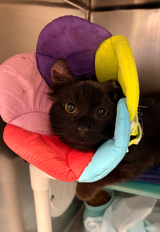 View Fizz the Cat Photo #7